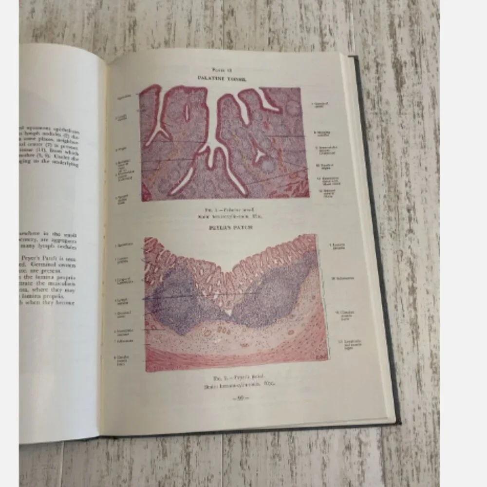 Vintage Atlas of Human Histology Textbook 1973 3rd Ed Mariano Di Fiore Hardcover